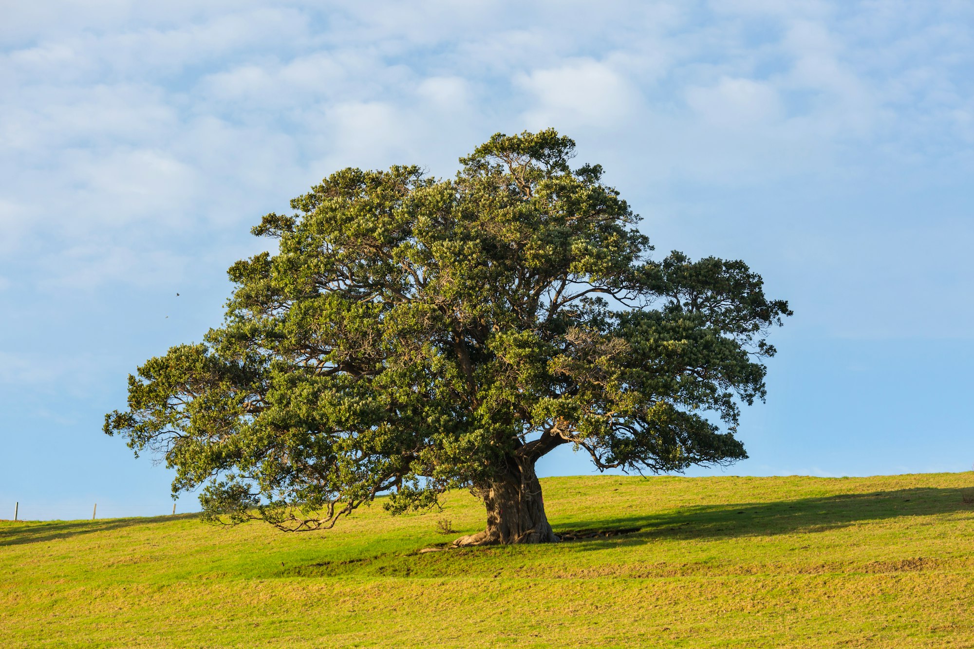 Élagage d'arbre