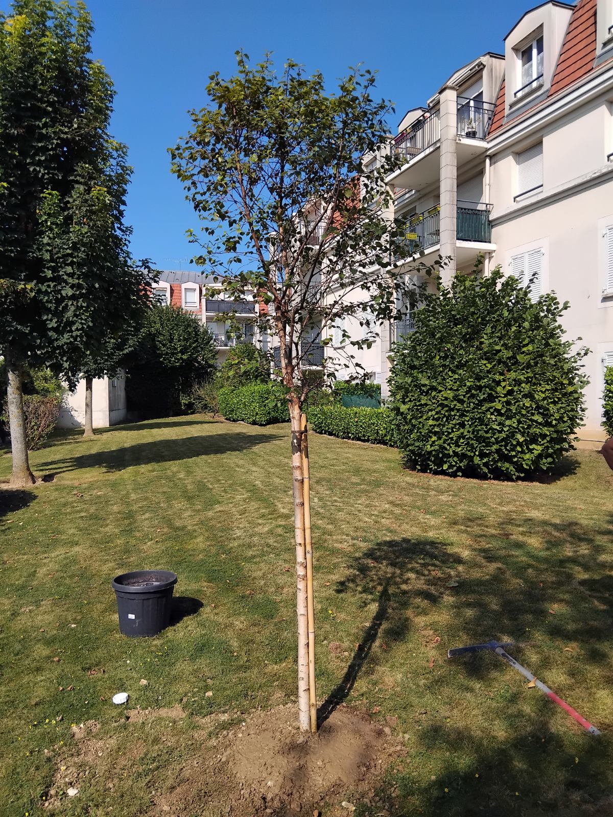 Elagage d'un arbre par MBR Elagage