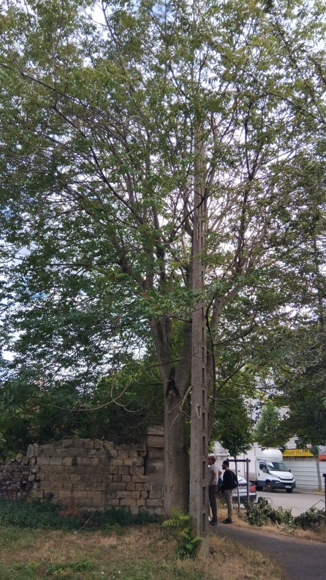 Elagage arbre