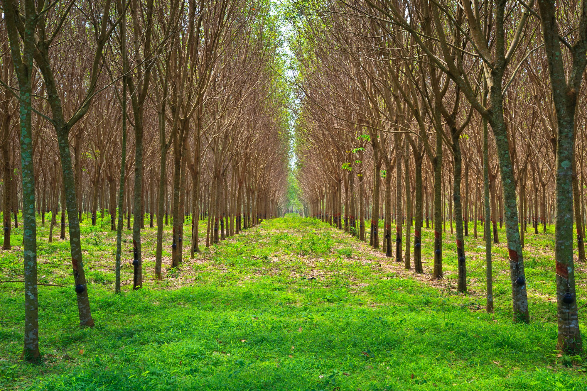 Arbres dans un parc