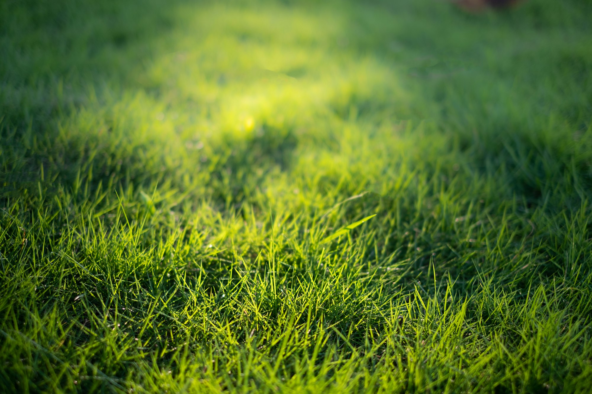 Pelouse de jardin verte et tondue
